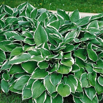 Hosta - 'Francee' Hosta, Plantain Lily