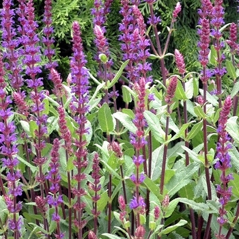 Salvia nemorosa - 'Caradonna' Sage