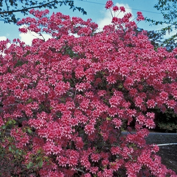 Rhododendron Northern Lights hybrid - 'Rosy Lights'