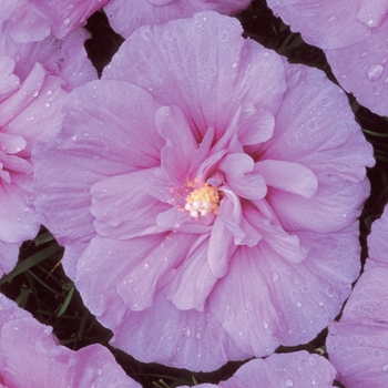 Hibiscus syriacus - ''Lavender Chiffon&reg;'' Rose Of Sharon