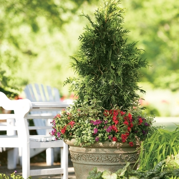 Thuja plicata - 'Spring Grove®' Western Arborvitae