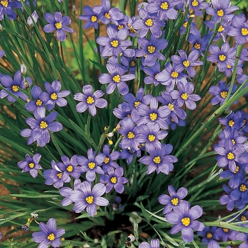 Sisyrinchium angustifolium - 'Lucerne' Blue-Eyed Grass
