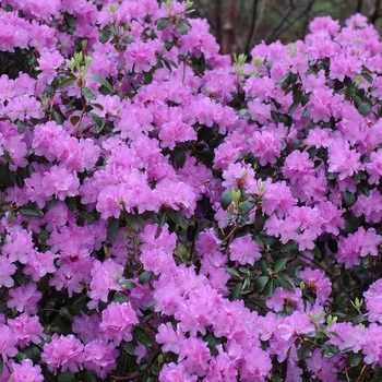 Rhododendron - 'Purple Gem'