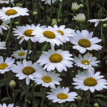 Leucanthemum x superbum - 'Becky' Shasta Daisy