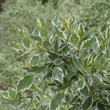 Cornus sericea - 'Silver and Gold' Dogwood