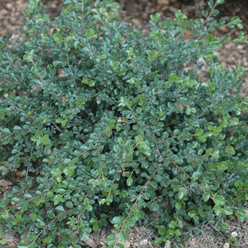 Cotoneaster apiculatus - Cranberry Cotoneaster