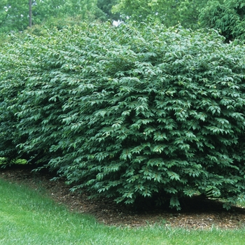 Euonymus alatus - Winged Burning Bush