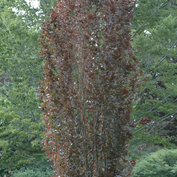 Fagus sylvatica - 'Red Obelisk' European Beech