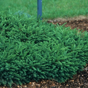 Picea abies - 'Pumila' Dwarf Spruce