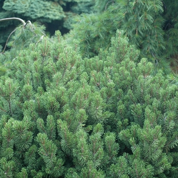 Pinus mugo - 'Slowmound' Mugo Pine