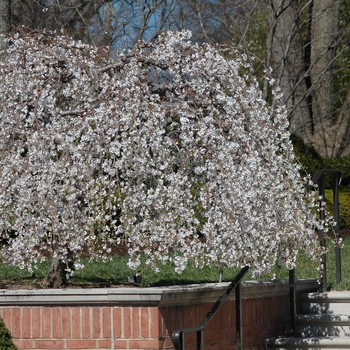 Prunus - 'Snow Fountains&reg;' Weeping Cherry