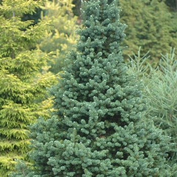 Pseudotsuga menziesii - Douglas fir