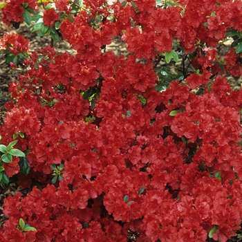 Rhododendron Girard hybrid - 'Girard Scarlet' Azalea