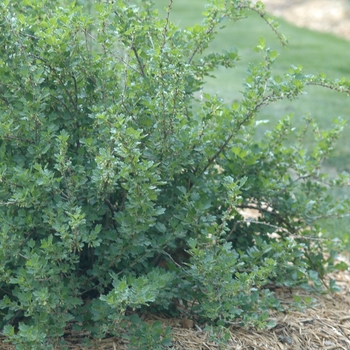 Ribes uva-crispa - 'Hinnonmaki Red' Gooseberry