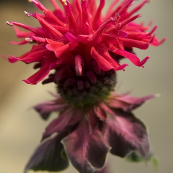 Monarda didyma - 'Fireball' Bee Balm