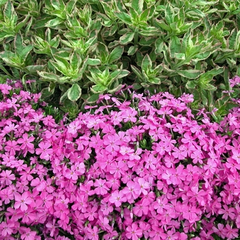 Phlox subulata - 'Emerald Pink' Creeping Phlox