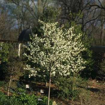 Amelanchier x grandiflora - 'Autumn Brilliance™' Serviceberry