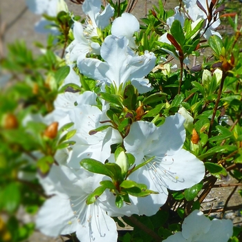 Rhododendron Girard hybrid - 'Girard's Pleasant White' Azalea