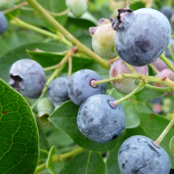 Vaccinium corymbosum - 'Bluejay' Blueberry