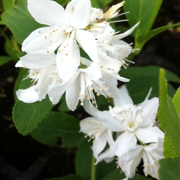 Deutzia gracilis - Slender Deutzia