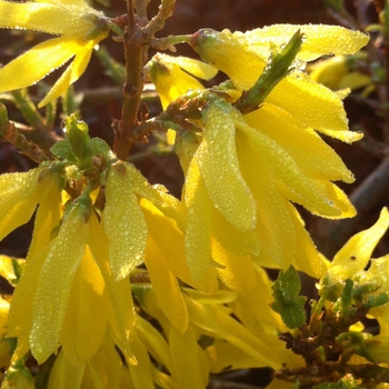 Forsythia x intermedia - Gold Tide®