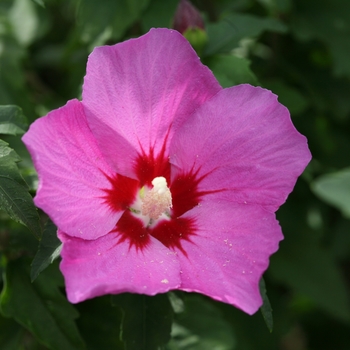 HIbiscus syriacus - 'Lil' Kim&reg; Violet' Rose of Sharon