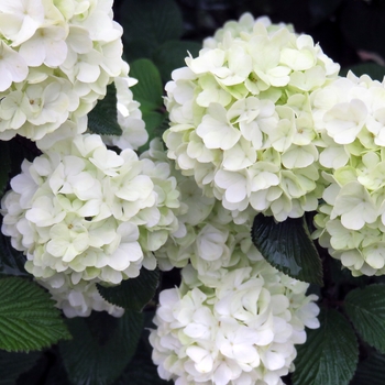 Viburnum plicatum - 'Opening Day™' Doublefile Viburnum