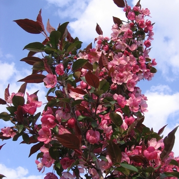 Malus x adstringens - 'Gladiator™' Crabapple