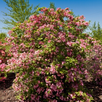 Rhododendron (Azalea) - Electric Lights™ 'Double Pink'