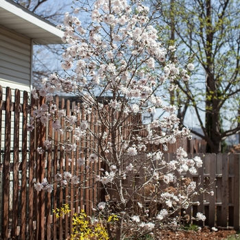 Magnolia stellata - 'Centennial Blush™' Star Magnolia
