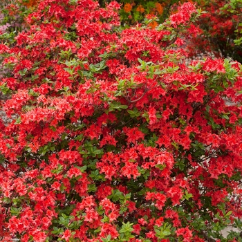 Rhododendron (Azalea) - Electric Lights™ 'Red'