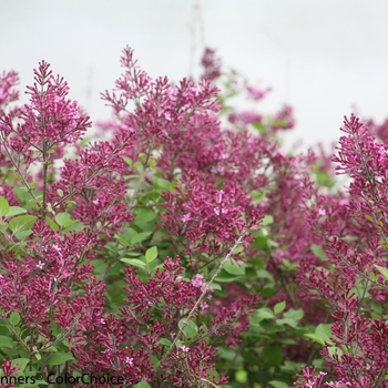 Syringa (Reblooming Lilac) - Bloomerang® 'Dark Purple'