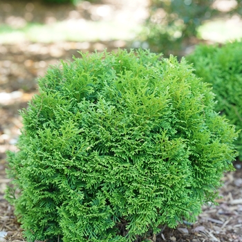 Thuja occidentalis - 'Tater Tot®' Arborvitae