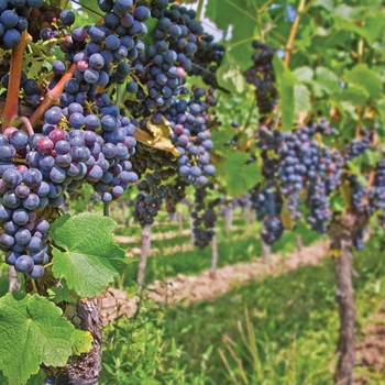 Vitis vinifera - 'St. Croix Red' Hardy Grape
