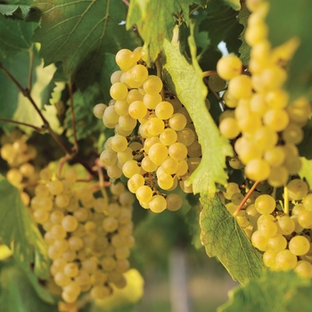Vitis vinifera - 'Edelweiss' Grape