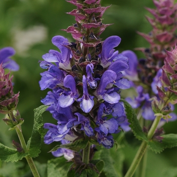 Salvia nemorosa - 'Blue Marvel' Meadow Sage