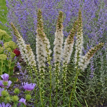 Liatris spicata - 'Floristan White' Blazing Star