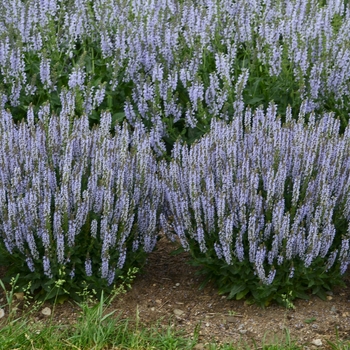 Salvia nemorosa - 'Perfect Profusion' Perennial Salvia