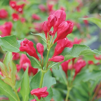 Weigela florida - Sonic Bloom® 'Red'