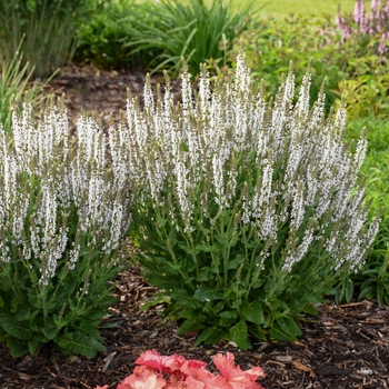 Salvia nemorosa - 'White Profusion' Perennial Salvia