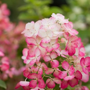 Hydrangea paniculata - Diamond Rouge®