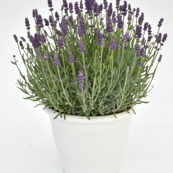 Lavandula angustifolia - 'Annet' Lavender
