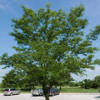 Gleditsia triacanthos var. inermis - 'Skyline&reg;' Honeylocust