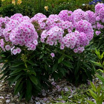 Phlox paniculata (Garden Phlox) - Luminary&trade; 'Opalescence'