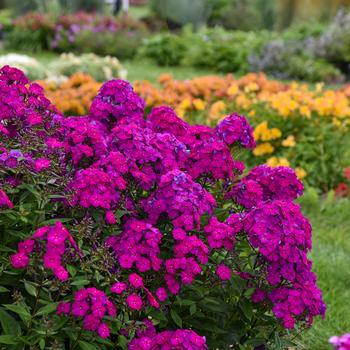 Phlox paniculata (Garden Phlox) - Luminary™ 'Ultraviolet'