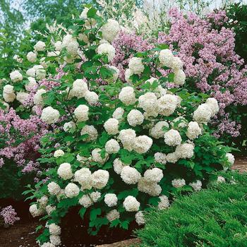 Viburnum macrocephalum - Chinese Snowball Viburnum
