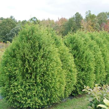 Thuja occidentalis - Arborvitae