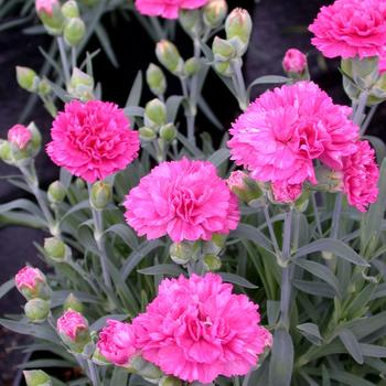 Dianthus - Early Bird&trade; 'Sherbet'