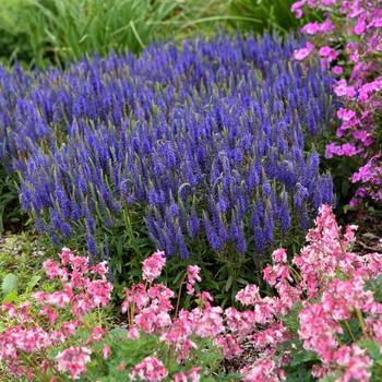 Veronica (Speedwell) - Magic Show® 'Wizard of Ahhs'
