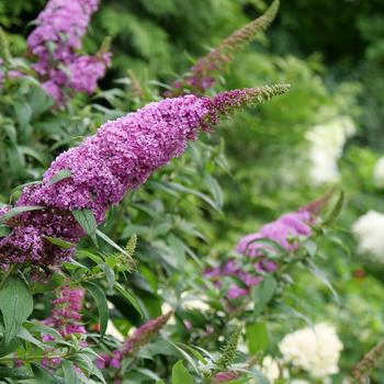 Buddleia - 'Pugster Pinker&reg;' Butterfly Bush
